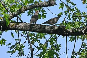 077 Dove, Mourning, 2023-05130628 Ipswitch River Wildlife Sanctuary, MA